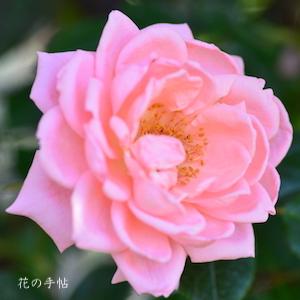 バラ　スター パフォーマー（Star Performer）｜花の手帖のバラ図鑑