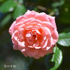 バラ　スター パフォーマー（Star Performer）｜花の手帖のバラ図鑑