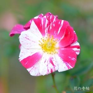 バラ　スターザン ストライプス（Stars 'n' Stripes）｜花の手帖のバラ図鑑