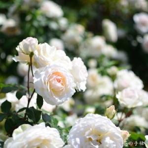 バラ　ステファニーグッテンベルク｜花の手帖のバラ図鑑