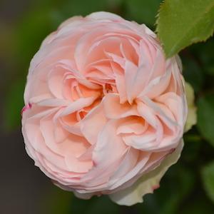 バラ　ステファニーグッテンベルク｜花の手帖のバラ図鑑