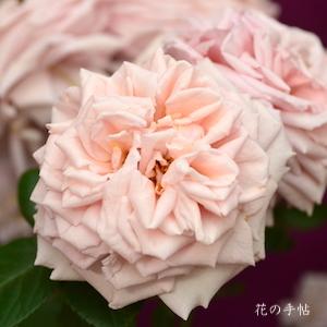 バラ　スティーレ オットチェント（Stile '800）｜花の手帖のバラ図鑑