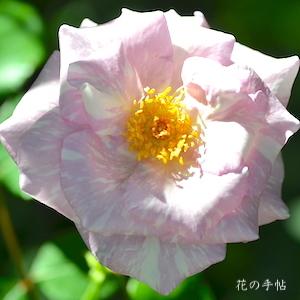 バラ　ストレンジャー（Stranger）｜花の手帖のバラ図鑑