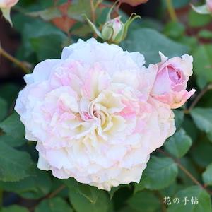 バラ　シュクレ｜花の手帖のバラ図鑑