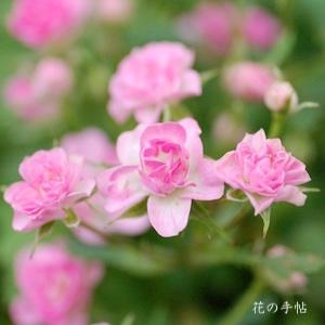 バラ　スエヒメ（須恵姫）｜花の手帖のバラ図鑑