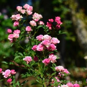 バラ　スエヒメ（須恵姫）｜花の手帖のバラ図鑑