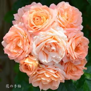 バラ　サマードリーム｜花の手帖のバラ図鑑