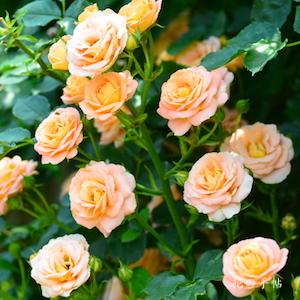 バラ　サマードリーム｜花の手帖のバラ図鑑