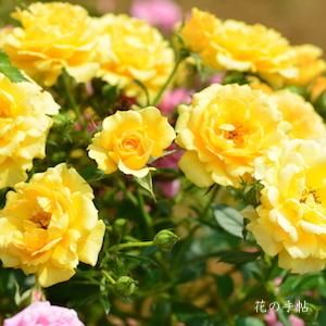 バラ　サンチャーム（Suncharm）｜花の手帖のバラ図鑑