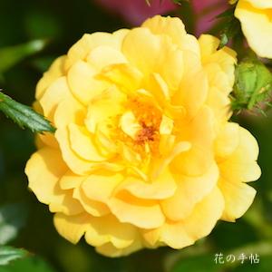 バラ　サンチャーム（Suncharm）｜花の手帖のバラ図鑑