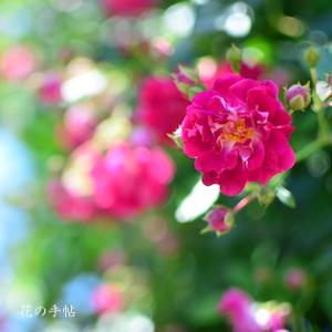 バラ　スーパー エクセルサ（Super Excelsa）｜花の手帖のバラ図鑑