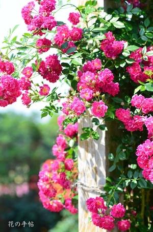 バラ　スーパー エクセルサ（Super Excelsa）｜花の手帖のバラ図鑑