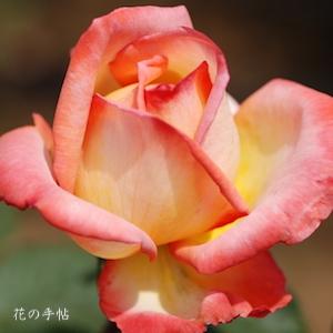 バラ　スーザン（Suzan）｜花の手帖のバラ図鑑