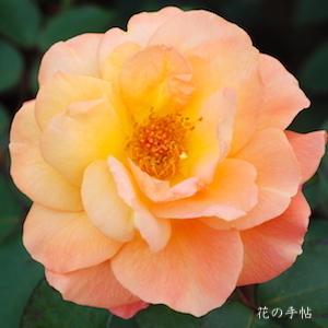 バラ　スヴニール ドゥ アンネ フランク（Souvenir d' Anne Frank）｜花の手帖のバラ図鑑