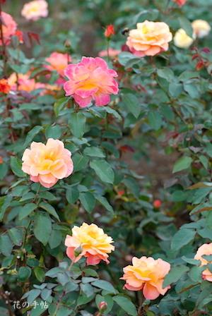 バラ　スヴニール ドゥ アンネ フランク（Souvenir d' Anne Frank）｜花の手帖のバラ図鑑