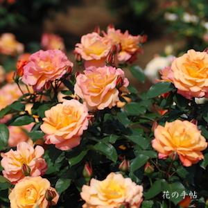 バラ　スヴニール ドゥ アンネ フランク（Souvenir d' Anne Frank）｜花の手帖のバラ図鑑