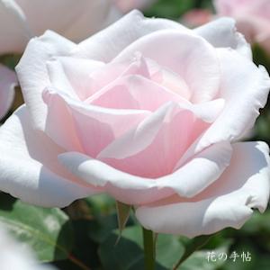 バラ　スウィート アフトン（Sweet Afton）｜花の手帖のバラ図鑑