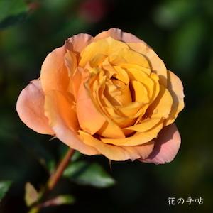 バラ　スウィート チョコ（Sweet Choco）｜花の手帖のバラ図鑑