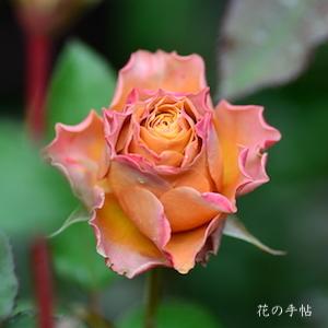 バラ　スウィート チョコ（Sweet Choco）｜花の手帖のバラ図鑑