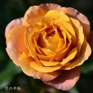 バラ　スウィート チョコ（Sweet Choco）｜花の手帖のバラ図鑑