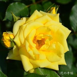 バラ　スウィート ダイアナ（Sweet Diana）｜花の手帖のバラ図鑑