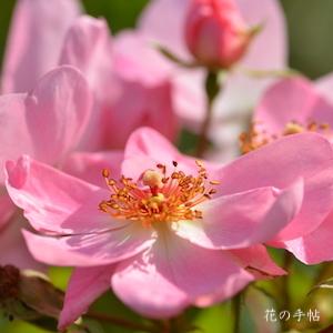 バラ　スウィート ヘイズ（Sweet Haze）｜花の手帖のバラ図鑑