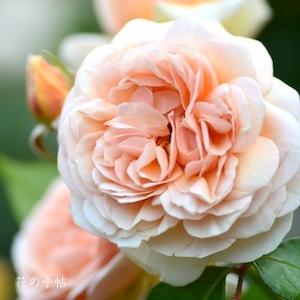 バラ　スウィートジュリエット（Sweet Juliet）｜花の手帖のバラ図鑑
