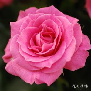 バラ　スウィート リディア（Sweet Lydia）｜花の手帖のバラ図鑑