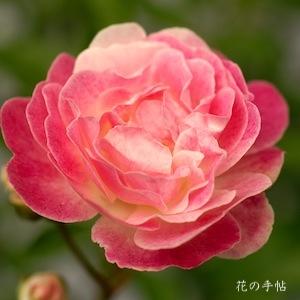 バラ　スウィート マザー（Sweet Mother）｜花の手帖のバラ図鑑