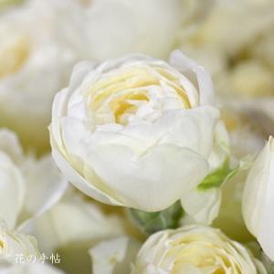 バラ　スイートオールド｜花の手帖のバラ図鑑