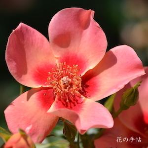 バラ　｜花の手帖のバラ図鑑