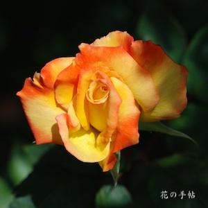 バラ　タカオ｜花の手帖のバラ図鑑