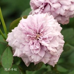 バラ　タマモ（玉藻）｜花の手帖のバラ図鑑