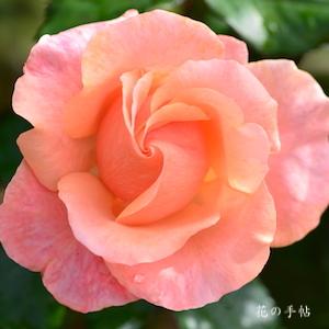 バラ　タンジェリーナ｜花の手帖のバラ図鑑