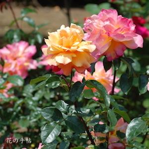 バラ　タペストリー（Tapestry）｜花の手帖のバラ図鑑