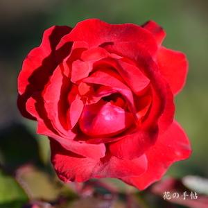 バラ　タランガ（Taranga）｜花の手帖のバラ図鑑