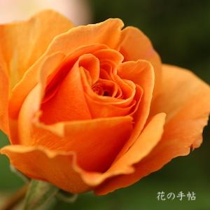 バラ　タットン（Tatton）｜花の手帖のバラ図鑑
