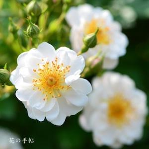 バラ　ティアパール（Tear Pearl）｜花の手帖のバラ図鑑