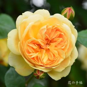 バラ　ティージングジョージア（Teasing Georgia）｜花の手帖のバラ図鑑