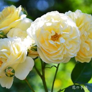 バラ　ティージングジョージア（Teasing Georgia）｜花の手帖のバラ図鑑