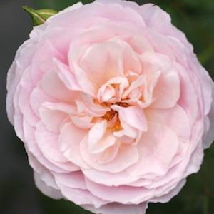 バラ　てまり｜花の手帖のバラ図鑑