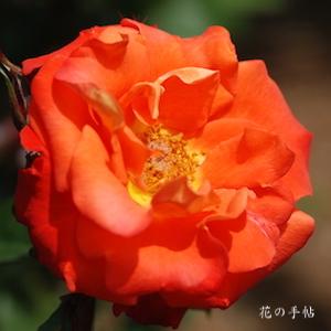 バラ　テキーラ（Tequila）｜花の手帖のバラ図鑑