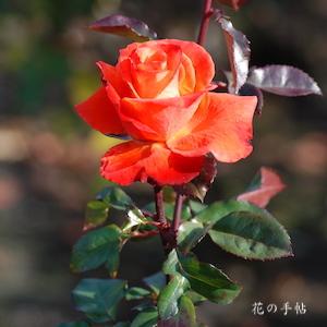 バラ　テキーラ（Tequila）｜花の手帖のバラ図鑑