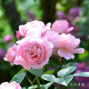 バラ　ジ アレンウィック ローズ｜花の手帖のバラ図鑑