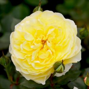 バラ　ザポエッツワイフ｜花の手帖のバラ図鑑