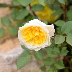 バラ　ザポエッツワイフ｜花の手帖のバラ図鑑