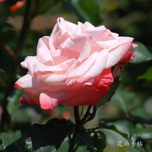 バラ　ティキィ（Tiki）｜花の手帖のバラ図鑑