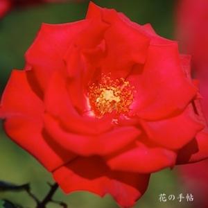 バラ　タイムレス'98｜花の手帖のバラ図鑑