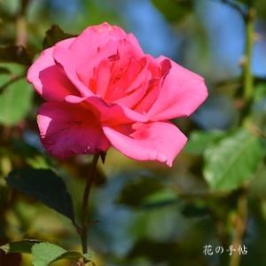 バラ　トボネ（Tobone）｜花の手帖のバラ図鑑