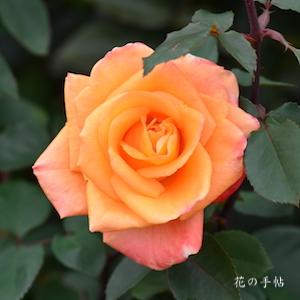 バラ　トコナツ（常夏）｜花の手帖のバラ図鑑